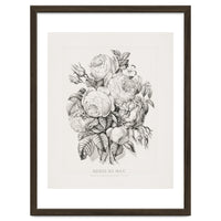 Currier & Ives – Rose of May (1870)