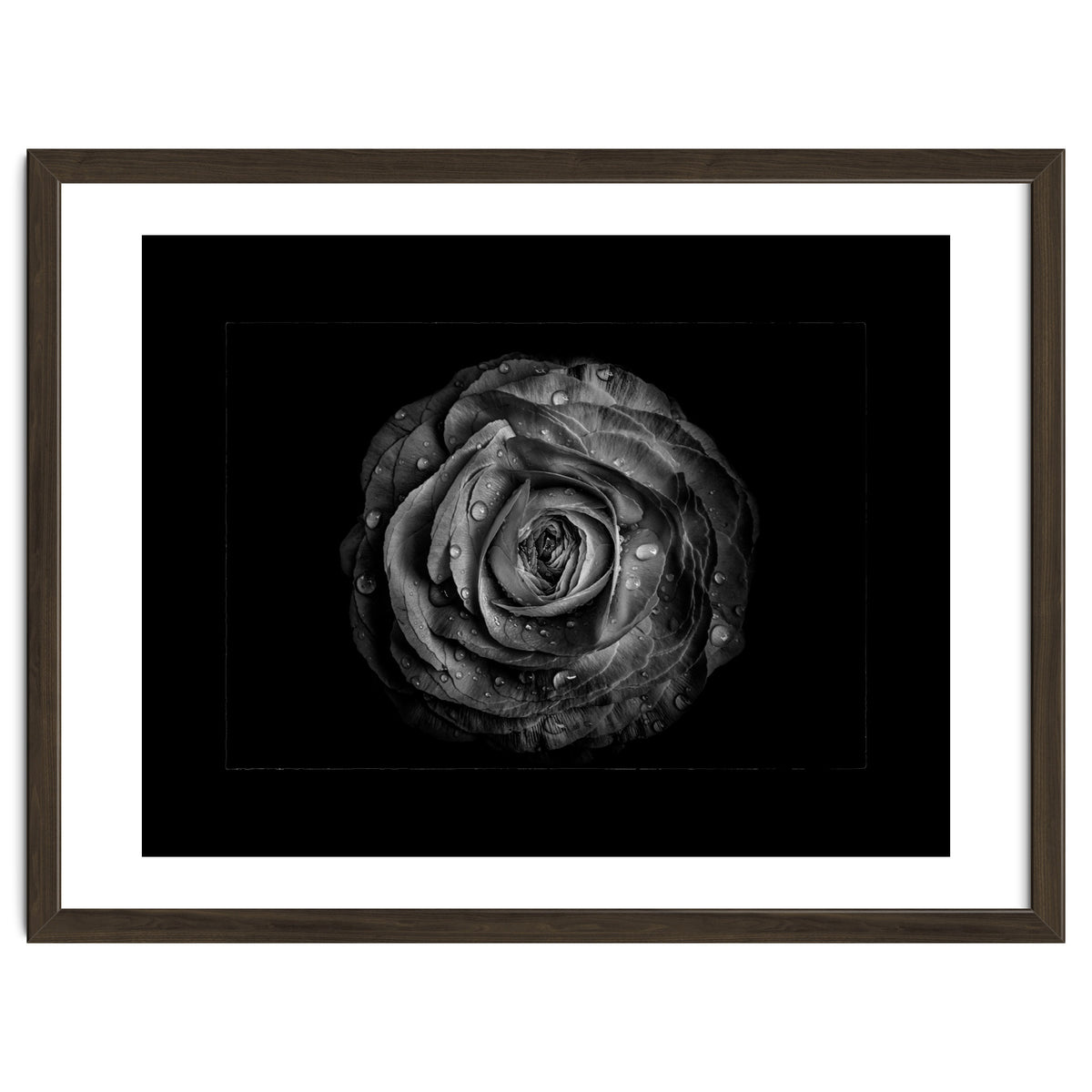 Backyard Flowers In Black And White No 72 with Border