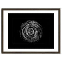 Backyard Flowers In Black And White No 72 with Border