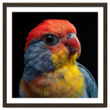Close Up Colorful Parrot Portrait Vivid Plumage thumbnail