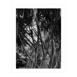Black Tectorius Plant Art (Print Only) thumbnail