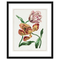 John Edwards – Various Tulips (1791)