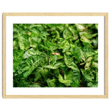 Green Arrow Head Plant Leaves thumbnail