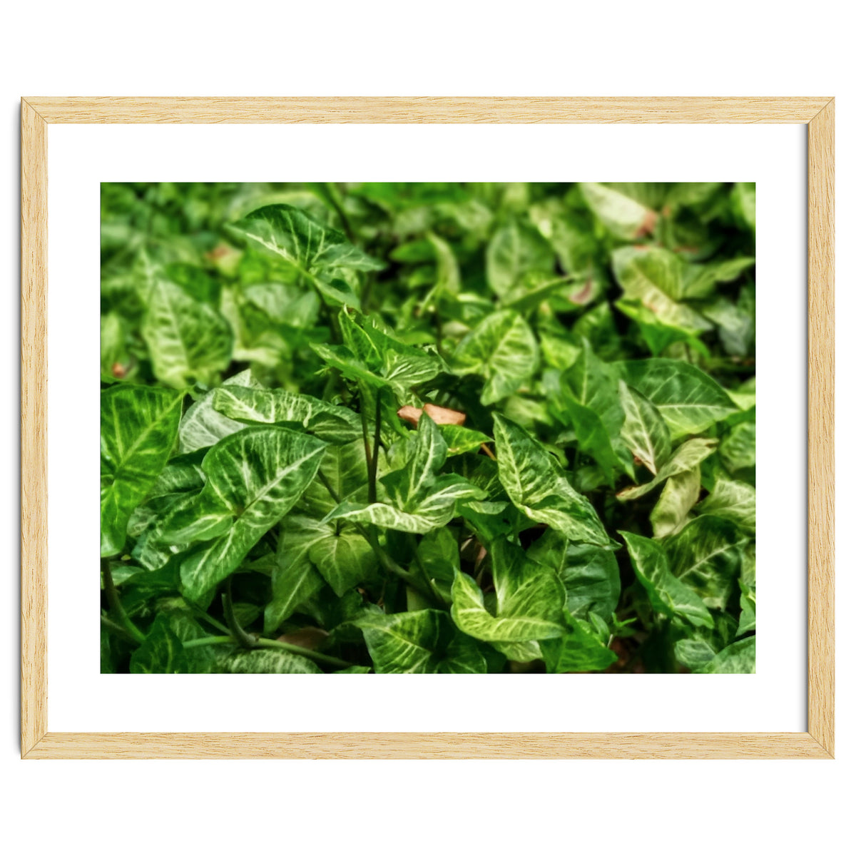 Green Arrow Head Plant Leaves