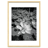 Hylas | Black & White thumbnail
