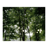 Light bulb among the trees in the summer forest (Print Only) thumbnail