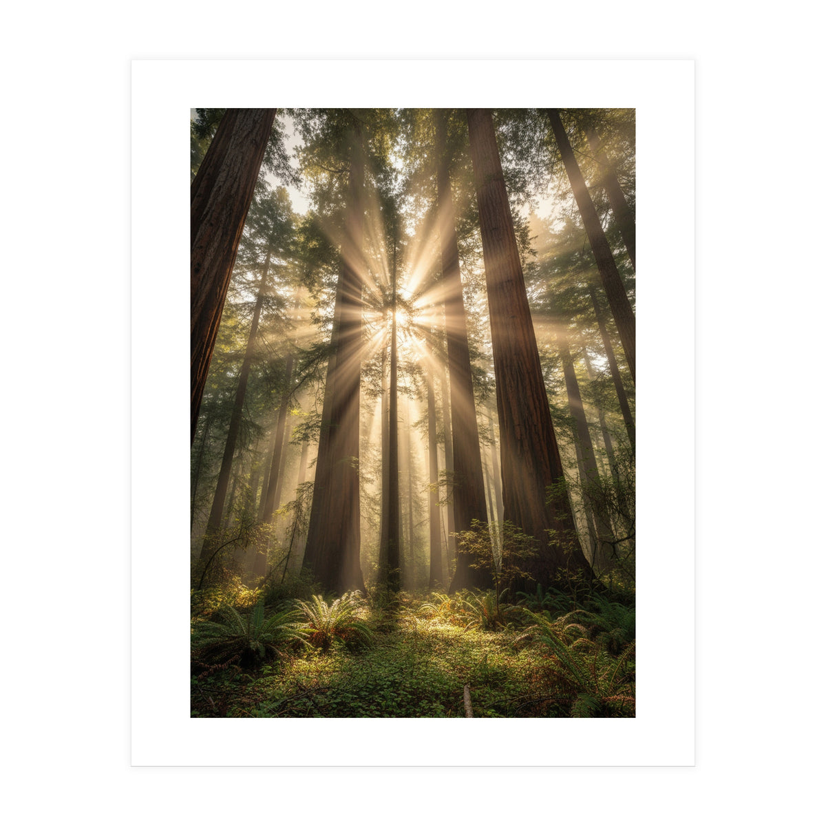 Ethereal Redwood Sanctuary: Sunbeams in the Ancient Forest (Print Only)