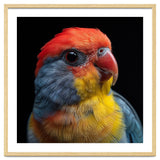 Close Up Colorful Parrot Portrait Vivid Plumage thumbnail