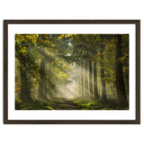 Sunrays in a Dutch forest thumbnail