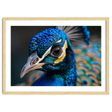 Close Up Of A Peacock Head And Eye thumbnail