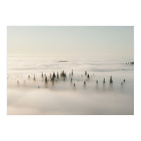 Misty Peaks: Pine Forest Above the Clouds (Print Only)