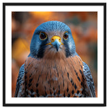 Close Up Of A Kestrel Bird Of Prey Portrait thumbnail