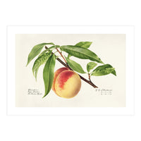 Royal Charles Steadman – Peach Twig (Prunus persica) (1918) (Print Only)