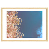 Leaves And Sky thumbnail