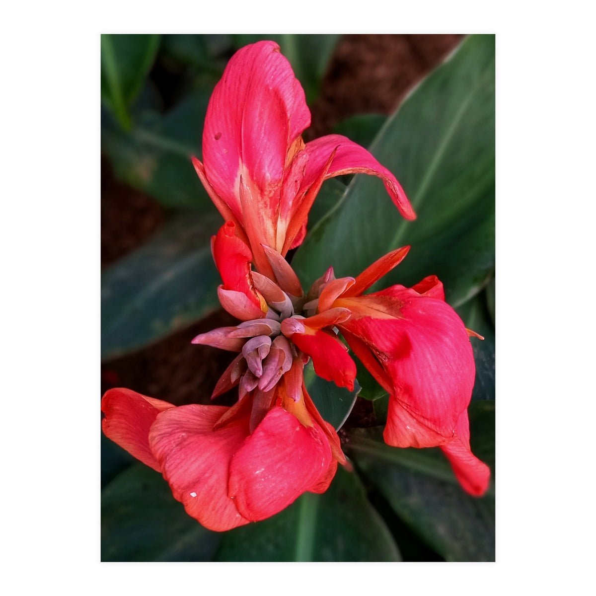 Red Indian Shot Flower (Print Only)