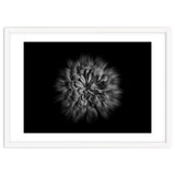 Backyard Flowers In Black And White No 48 Flow Version thumbnail