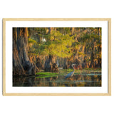 Heron in the swamps thumbnail