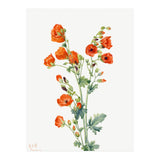 Mary Vaux Walcott – Scarlet Globe Mallow (Sphaeralcea grossulariaefolia) (1927) (Print Only) thumbnail