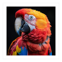 Scarlet Macaw Parrot Close Up Portrait Vivid Colors (Print Only)