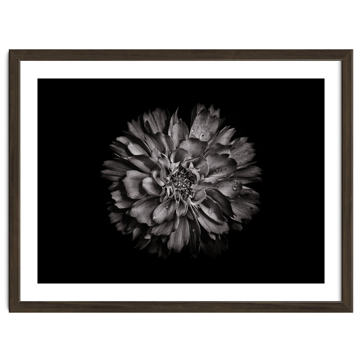 Backyard Flowers In Black And White No 79