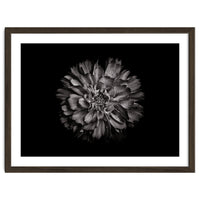 Backyard Flowers In Black And White No 79