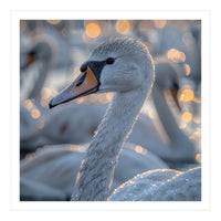 Majestic Swan Close Up With Water Droplets (Print Only)