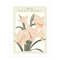 Flower Market Cap Town Amaryllis (Print Only)