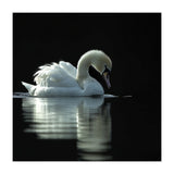 Elegant Swan Floating Gracefully On Dark Water (Print Only) thumbnail