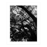 Tree Black Silhouette (Print Only) thumbnail