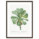 Pierre-Joseph Redouté – Sempervivum Canariense (1799) thumbnail