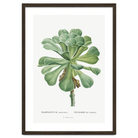 Pierre-Joseph Redouté – Sempervivum Canariense (1799)