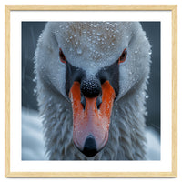 Close Up Of A Swan's Face With Water Droplets