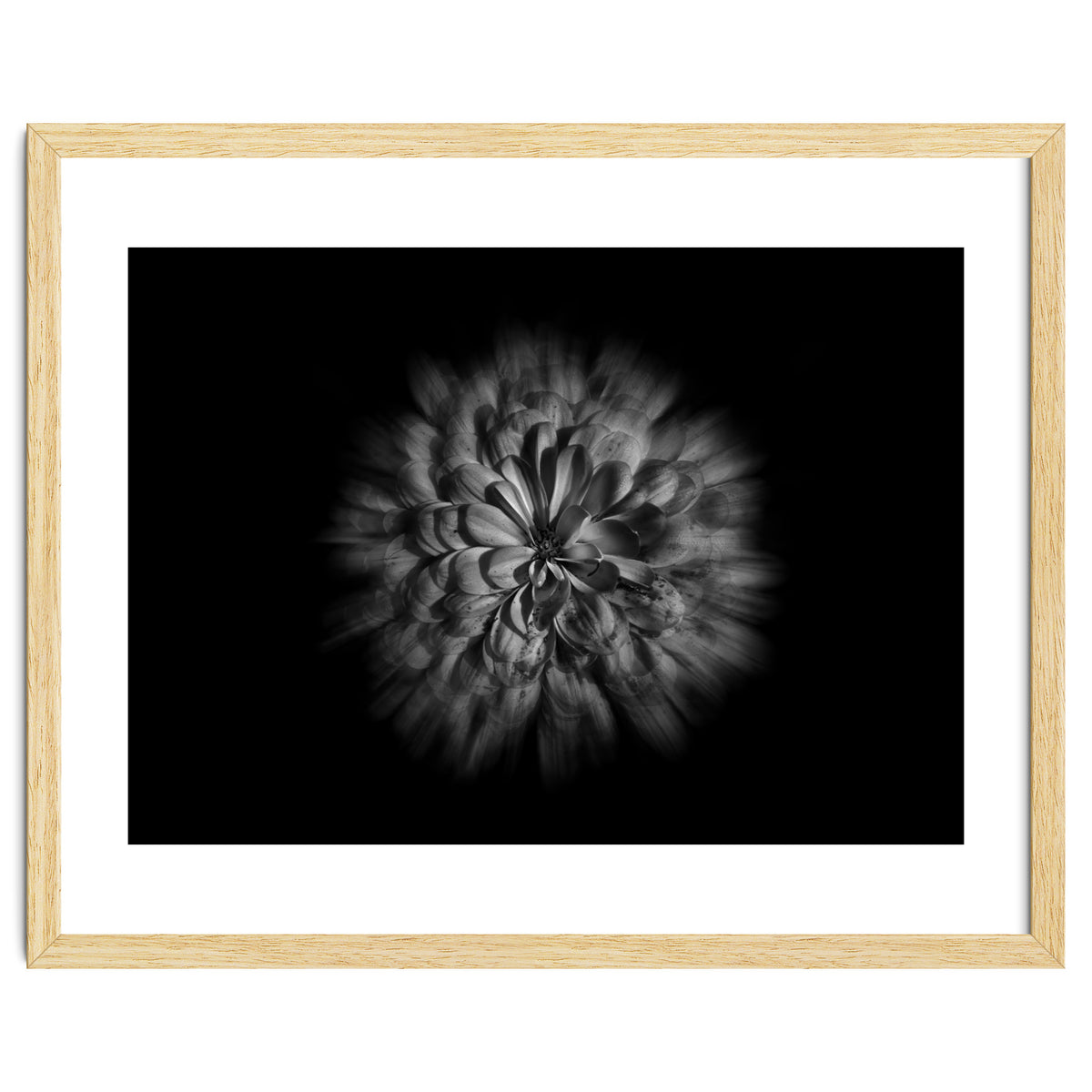 Backyard Flowers In Black And White No 48 Flow Version