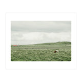 Horses in the middle of the green field - Iceland (Print Only) thumbnail