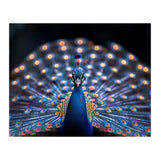 Close Up Peacock Showing Its Beautiful Feathers (Print Only) thumbnail