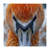 Close Up Of A Pelican's Beak With Water Droplets (Print Only)