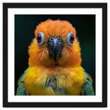 Close Up Sun Conure Parrot Portrait Eyes thumbnail
