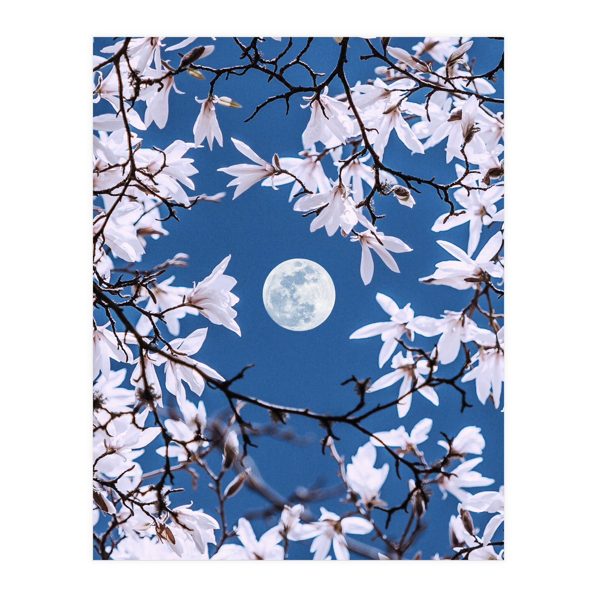 Moon Branches (Print Only)