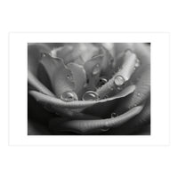 Ethereal Monochromatic Rose Petal Macro (Print Only)