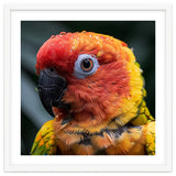 Sun Conure Parrot Bird With Water Droplets thumbnail