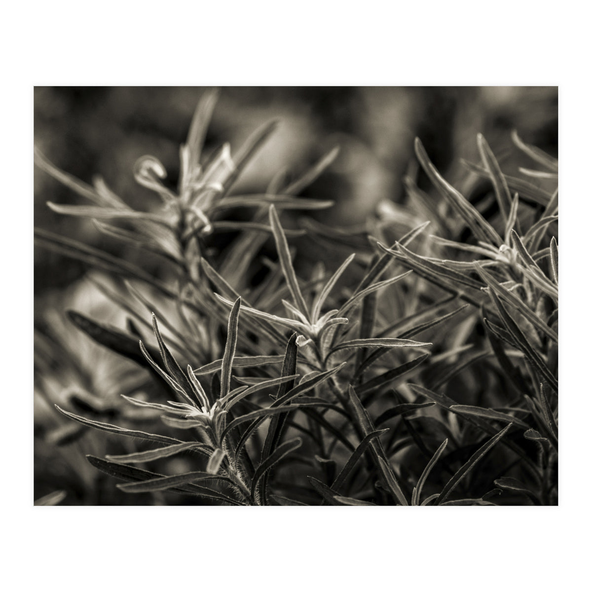 Rosemary Plant (Print Only)