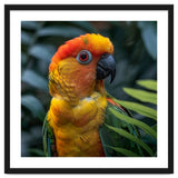 Close Up Of A Colorful Sun Conure Parrot thumbnail