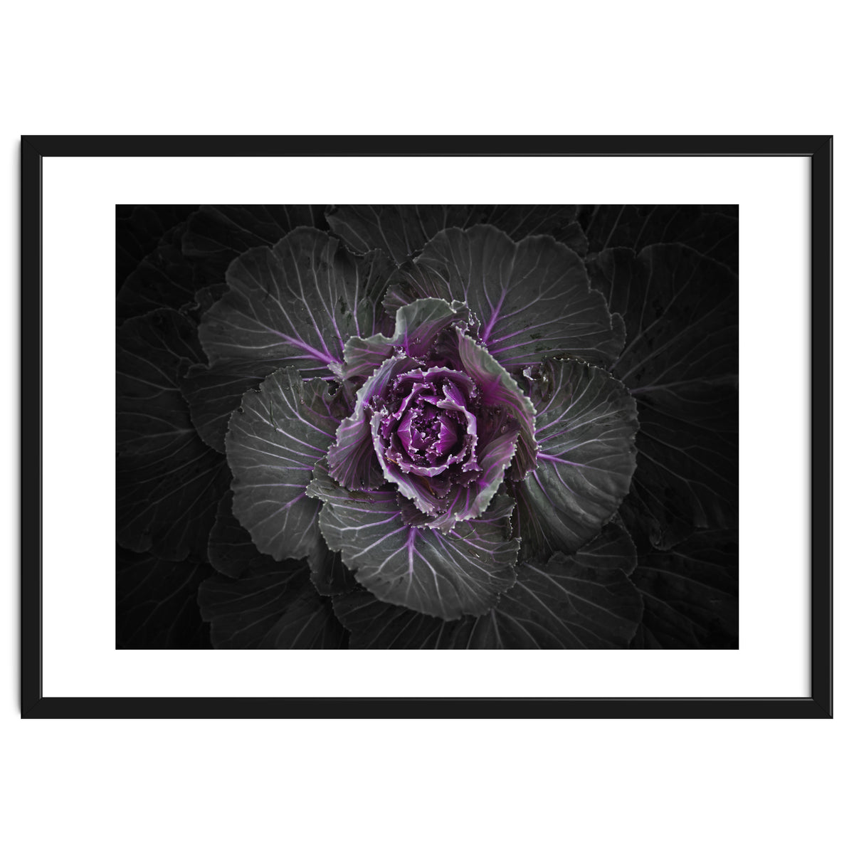 Backyard Flowers No 108 Color Version