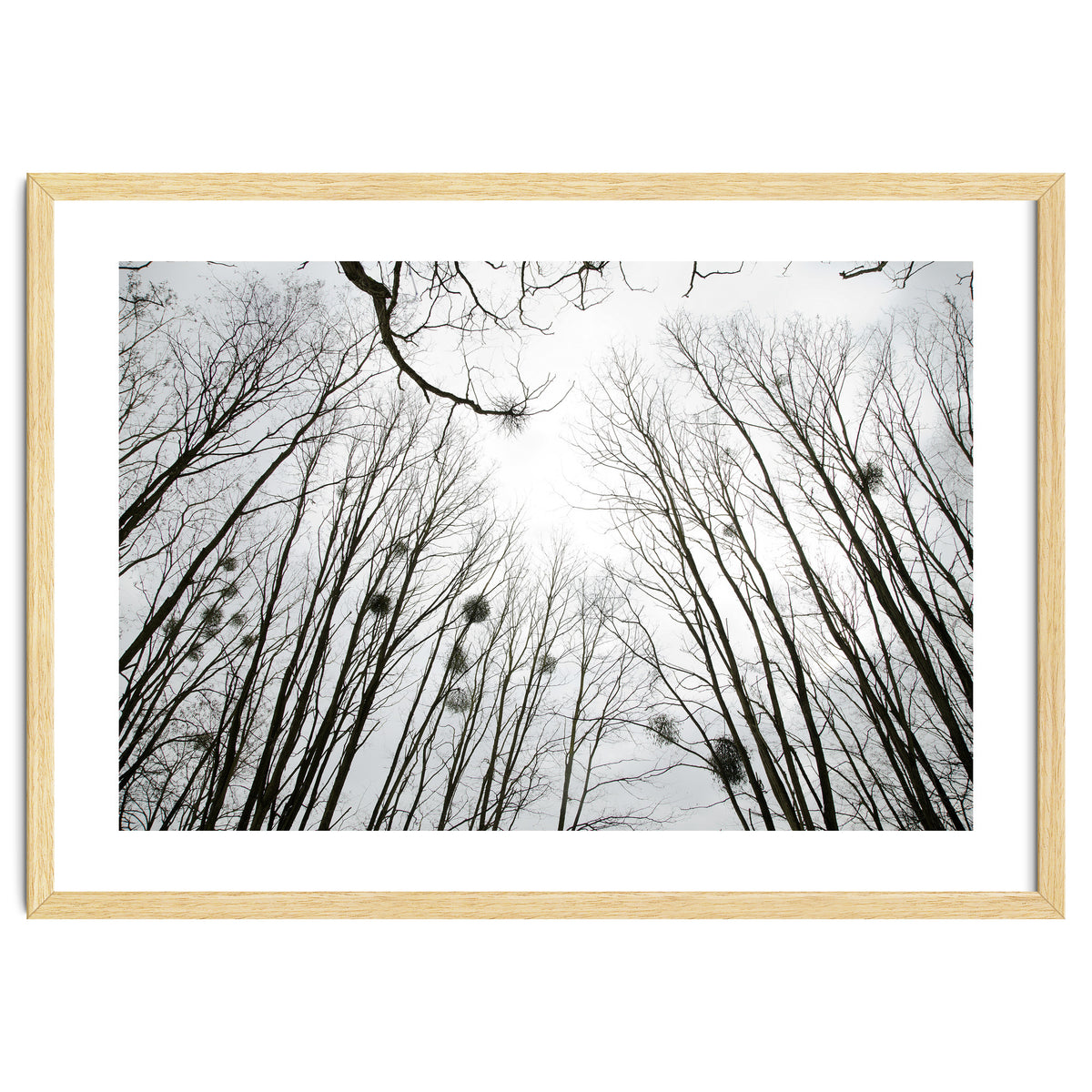 Bare trees in the winter sky