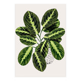 Maranta Plant (Print Only) thumbnail