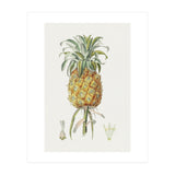 Pineapple (Hand Drawn Botanical Illustration) (Print Only) thumbnail