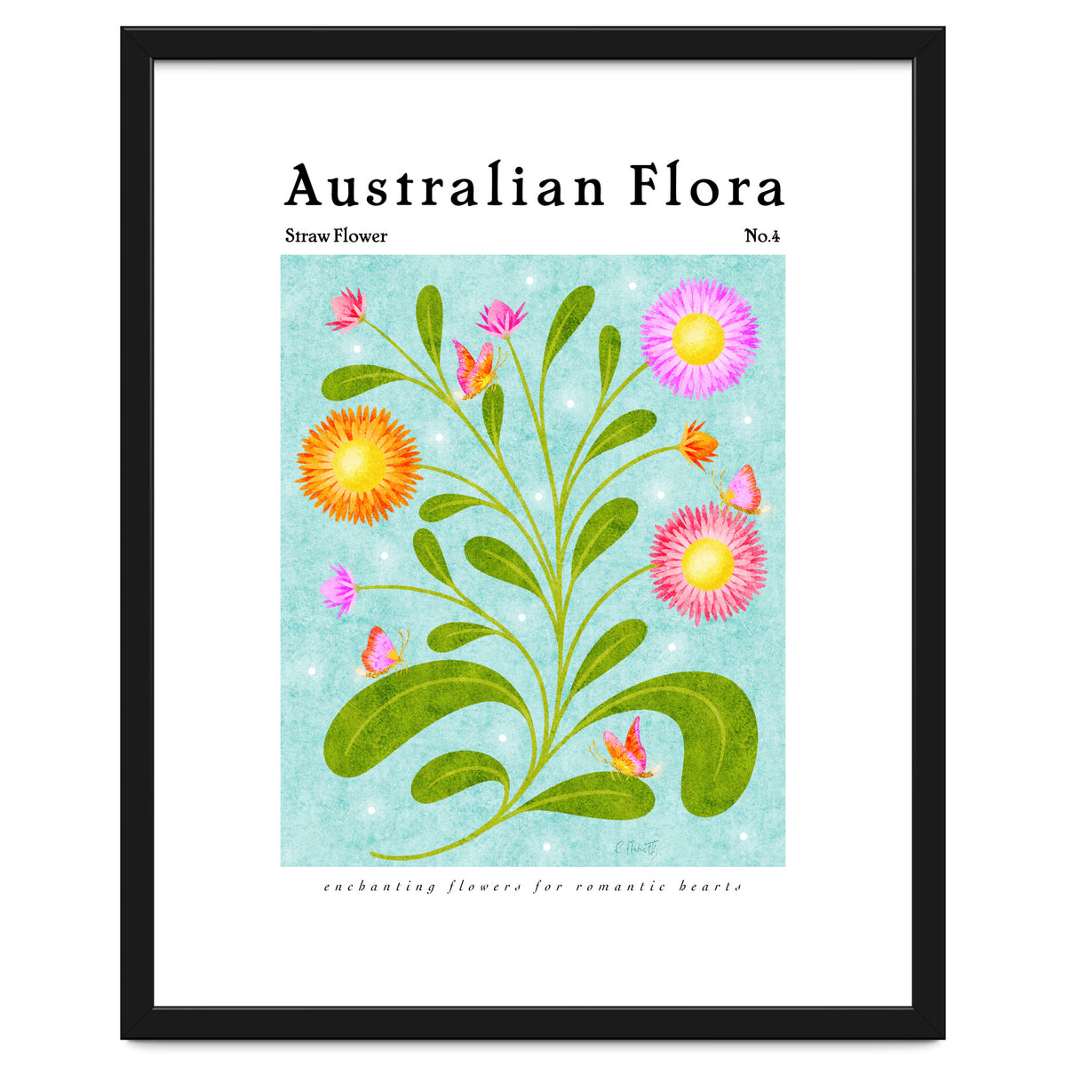 Australian Flora: Straw Flower
