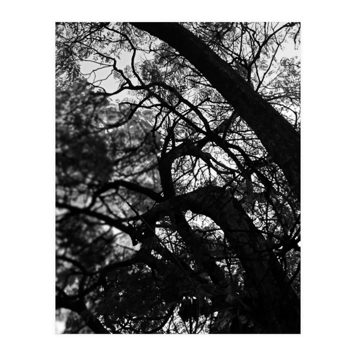 Tree Black Silhouette (Print Only)