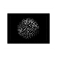 Backyard Flowers In Black And White No 68 with Border (Print Only)
