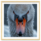 Close Up Of A Swan's Face With Water Droplets thumbnail